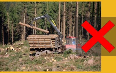 Les inconvénients et les risques d’un groupement forestier en 2026