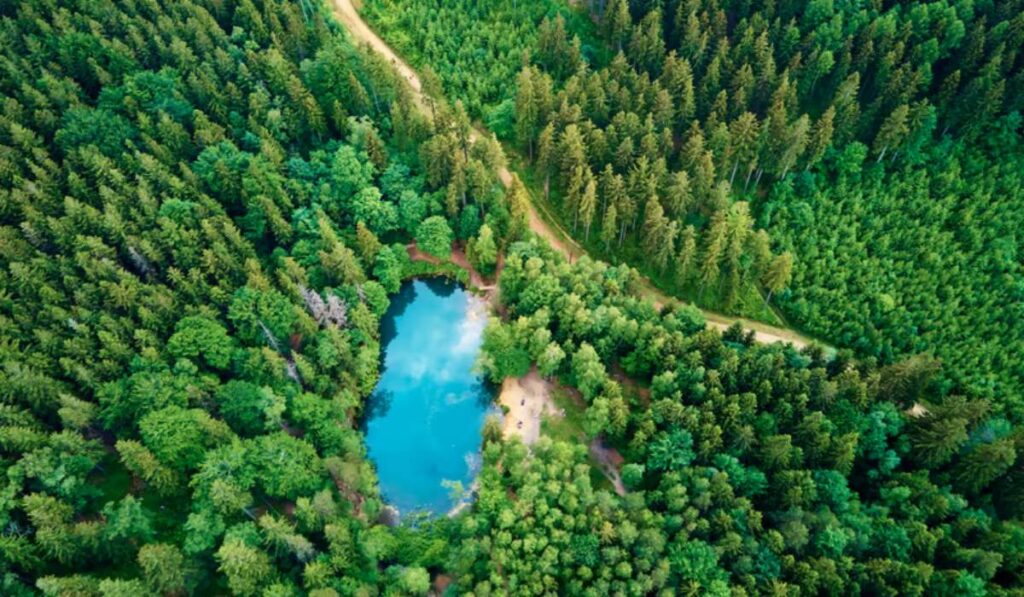 GFI forêt : c’est vraiment un bon placement en 2026 ?